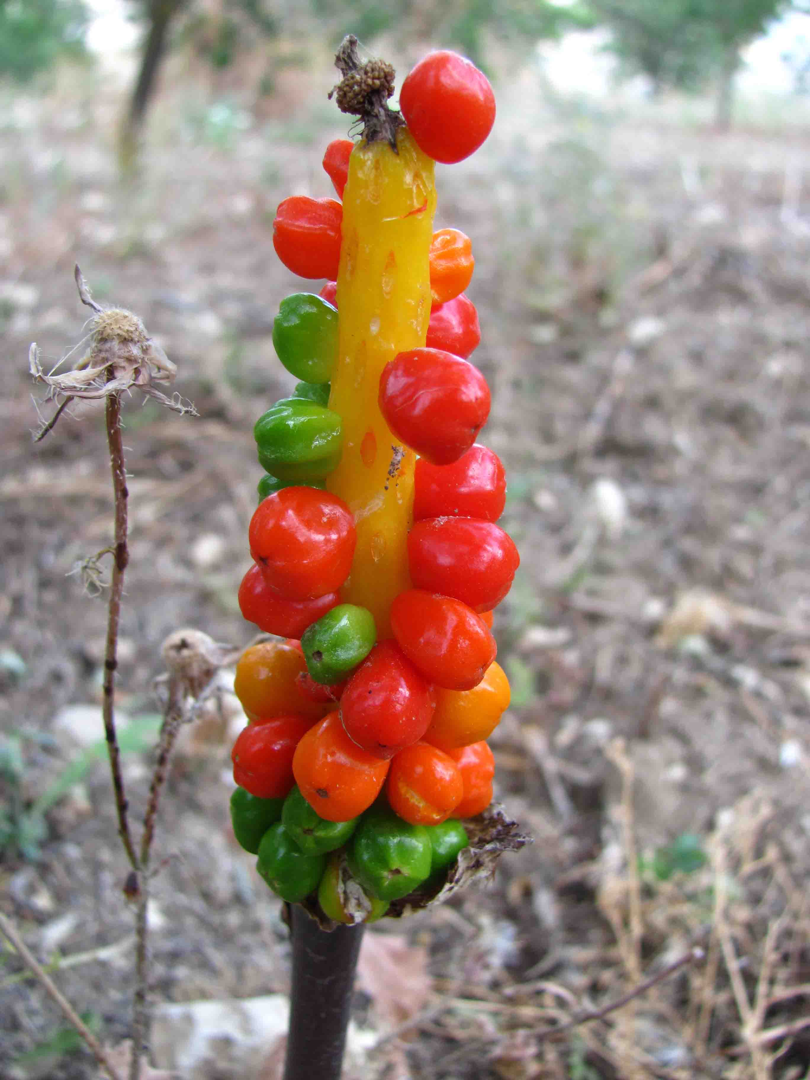 Una strana pianta - Arum italicum